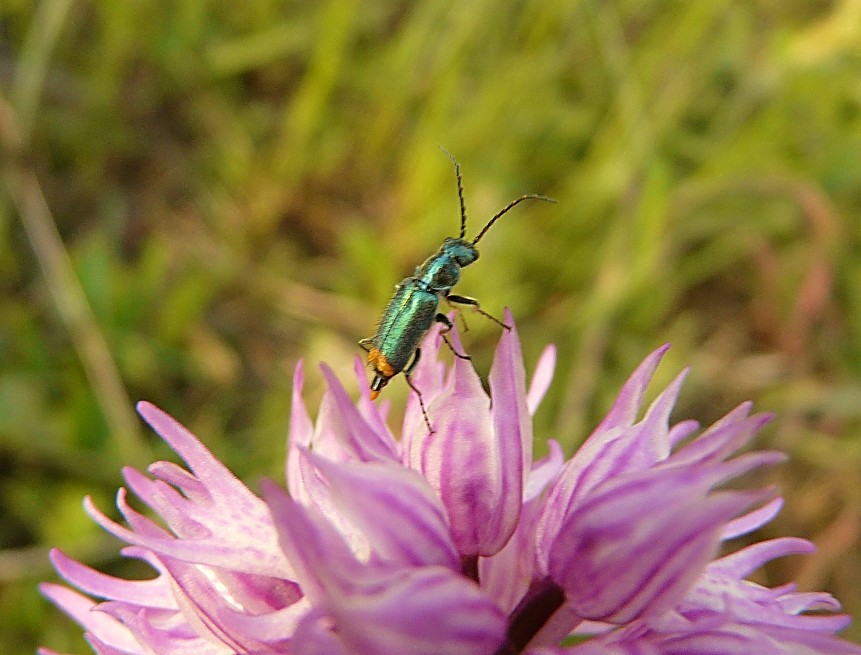 Tra le vecchie foto: Clanoptilus italicus (cf.)